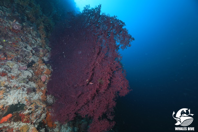 2U0A0734.JPG