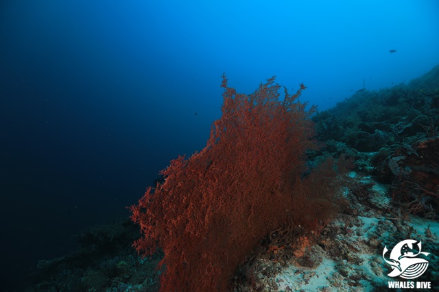 2U0A8448.JPG